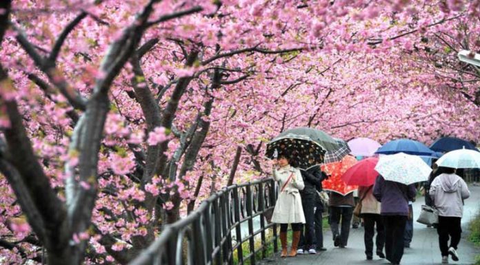 Peluang Kerja Magang ke Jepang Diberbagai Bidang Pemerintah Kabupaten Badung 2019