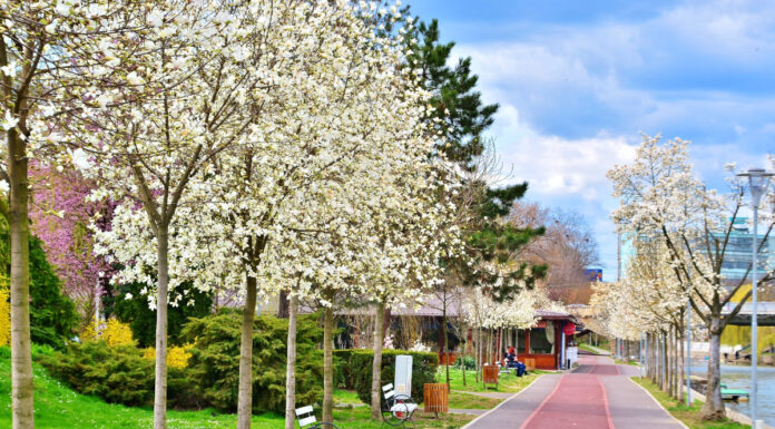 Lowongan Kerja Terbaru Kota Timisoara, Kota Terpadat Kelima Romania - Persyaratan & Benefit Check Disini